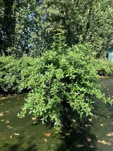 Berberis julianae 30/40 C. - afbeelding 3