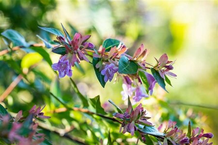 Abelia 'Edward Goucher' 50/60 C. 