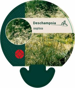 Deschampsia cespitosa C2 - afbeelding 13