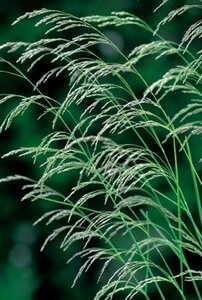 Deschampsia cespitosa C2 - afbeelding 2