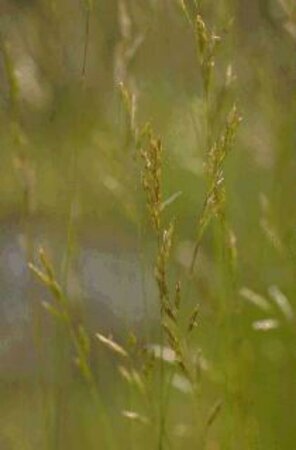 Festuca gautieri C2 - afbeelding 2