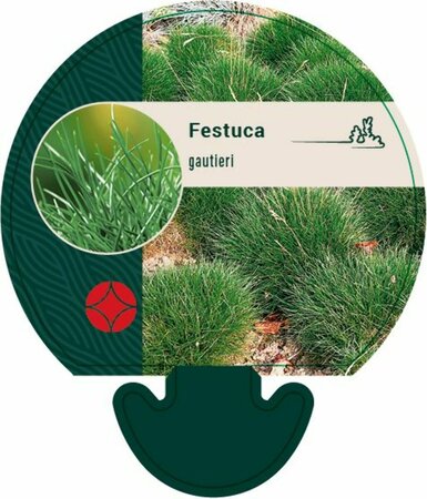 Festuca gautieri C2 - afbeelding 3