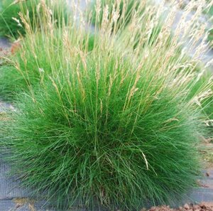 Festuca gautieri C2 - afbeelding 5