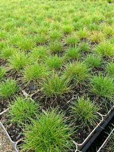 Festuca gautieri C2 - afbeelding 4