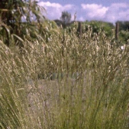 Festuca gautieri C2 - afbeelding 6