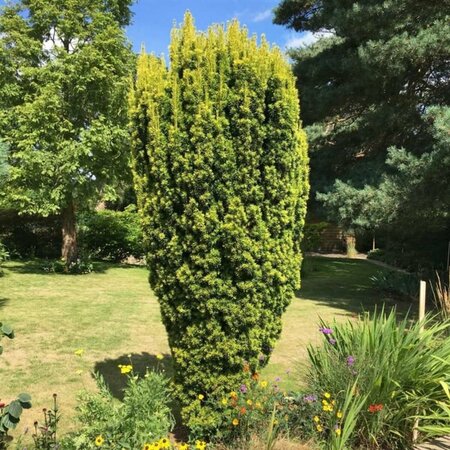 Taxus baccata 'David' 50/60 C.  - afbeelding 3