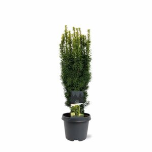 Taxus baccata 'David' 50/60 C.  - afbeelding 4