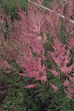 Astilbe arendsii 'Erika' P11 - afbeelding 2