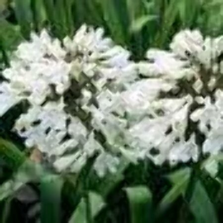 Agapanthus africanus 'Albus' C2 - afbeelding 2