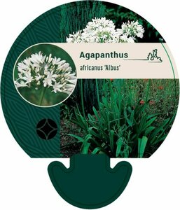 Agapanthus africanus 'Albus' C2 - afbeelding 4