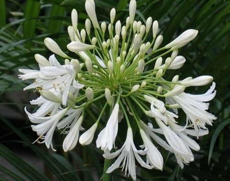 Agapanthus africanus 'Albus' C2 - afbeelding 3