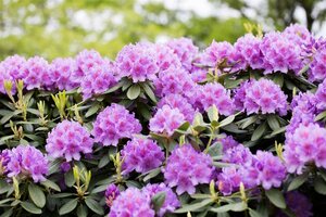 Rhododendron 'Catawbiense Grandiflorum' 80/100 C. - afbeelding 2