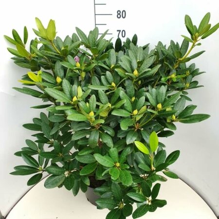 Rhododendron 'Catawbiense Grandiflorum' 80/100 C. - afbeelding 1