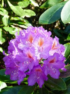 Rhododendron 'Catawbiense Grandiflorum' 80/100 C. - afbeelding 3