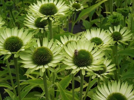 Echinacea purpurea 'Green Jewel' C2 - afbeelding 3