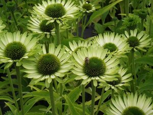 Echinacea purpurea 'Green Jewel' C2 - afbeelding 3