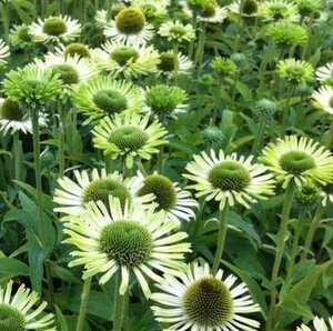 Echinacea purpurea 'Green Jewel' C2 - afbeelding 4