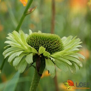 Echinacea purpurea 'Green Jewel' C2 - afbeelding 2