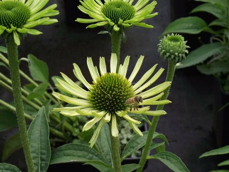 Echinacea purpurea 'Green Jewel' C2 - afbeelding 6