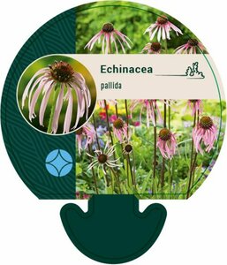 Echinacea pallida P13 - afbeelding 4