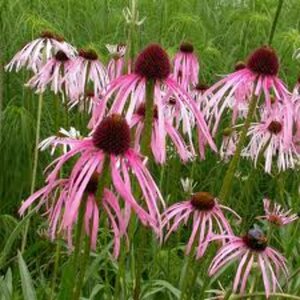 Echinacea pallida P13 - afbeelding 1