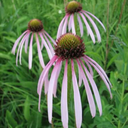 Echinacea pallida P13 - afbeelding 2