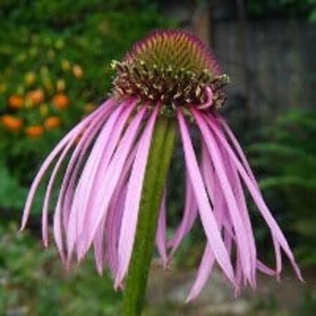 Echinacea pallida P13 - afbeelding 3