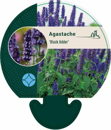 Agastache 'Black Adder' C1.5 - afbeelding 4