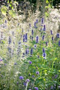 Agastache 'Black Adder' C1.5 - afbeelding 2