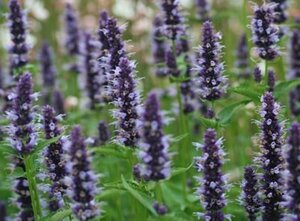 Agastache 'Black Adder' C1.5 - afbeelding 1