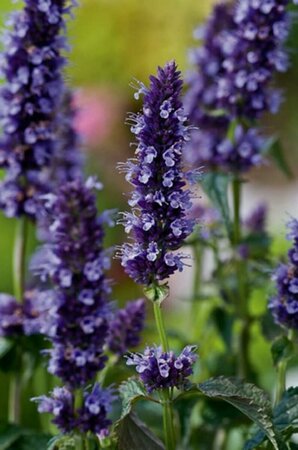 Agastache 'Black Adder' C1.5 - afbeelding 3