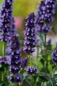 Agastache 'Black Adder' C1.5 - afbeelding 3