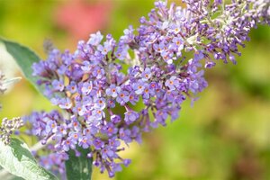 Buddleja davidii 'Lochinch' 60/80 C. - afbeelding 3