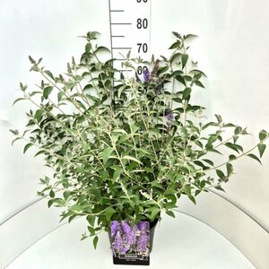 Buddleja davidii 'Lochinch' 60/80 C. - afbeelding 2