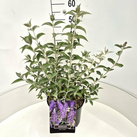 Buddleja davidii 'Lochinch' 60/80 C. - afbeelding 6