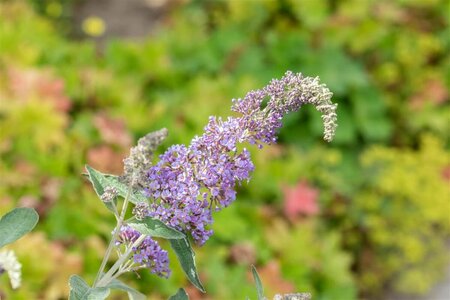 Buddleja davidii 'Lochinch' 60/80 C. - afbeelding 4