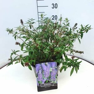 Buddleja davidii 'Lochinch' 60/80 C. - afbeelding 5