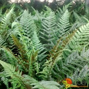 Polystichum tsussimense C2 - afbeelding 4