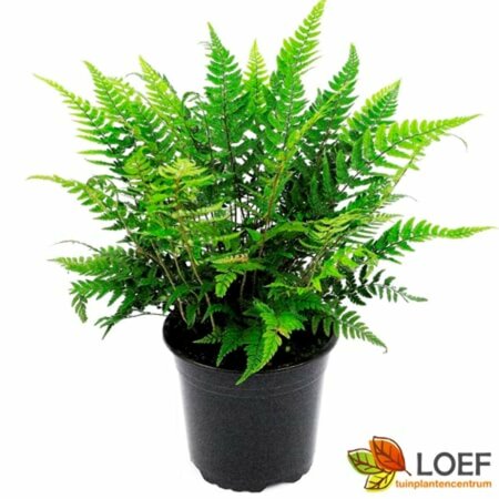 Polystichum tsussimense C2 - afbeelding 5