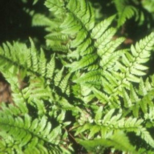 Polystichum tsussimense C2 - afbeelding 7