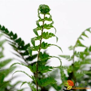 Polystichum tsussimense C2 - afbeelding 6