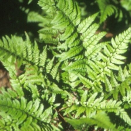 Polystichum tsussimense C5 - afbeelding 7