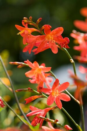 Crocosmia 'Carmine Brilliant' P11