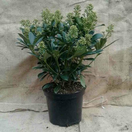 Skimmia japonica 'Finchy' 40/50 C. - afbeelding 2