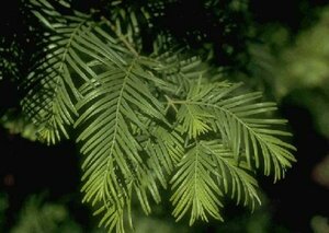 Metasequoia glyptostroboides 14-16 DR. - afbeelding 1