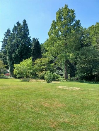 Metasequoia glyptostroboides 14-16 DR. - afbeelding 4
