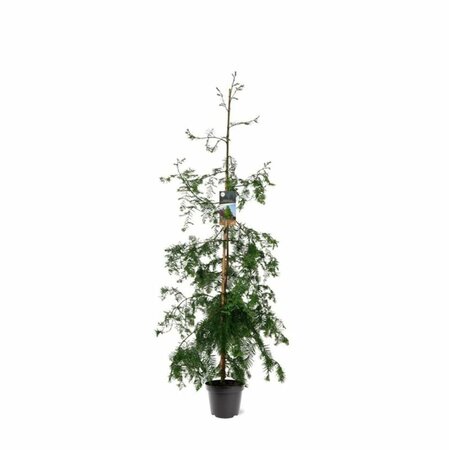 Metasequoia glyptostroboides 14-16 DR. - afbeelding 5