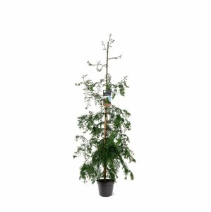 Metasequoia glyptostroboides 14-16 DR. - afbeelding 5