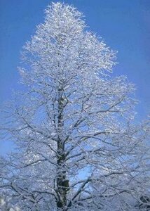 Metasequoia glyptostroboides 14-16 DR. - afbeelding 2