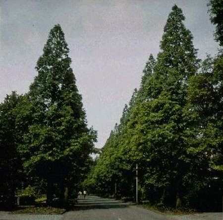 Metasequoia glyptostroboides 14-16 DR. - afbeelding 3